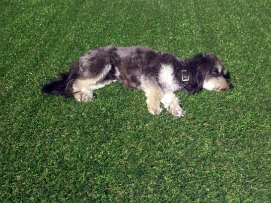 Artificial Grass Photos: Artificial Lawn Lithopolis, Ohio Dog Hospital, Dogs