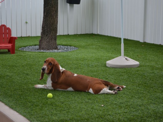 Artificial Grass Photos: Synthetic Lawn Buchtel, Ohio Fake Grass For Dogs, Dogs Park
