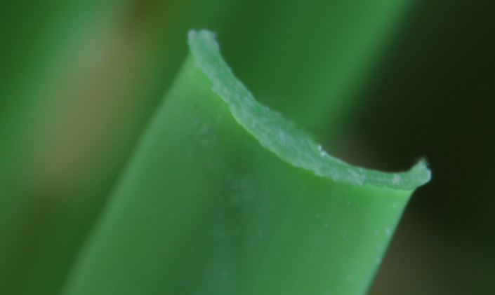 Artificial Grass U Shape Blade